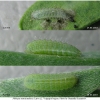 pleb maracandicus larva2 volg